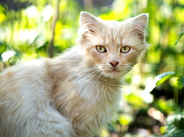 Veterinarian in Boonton, NJ Vet Care Contact Our Animal Hospital!
